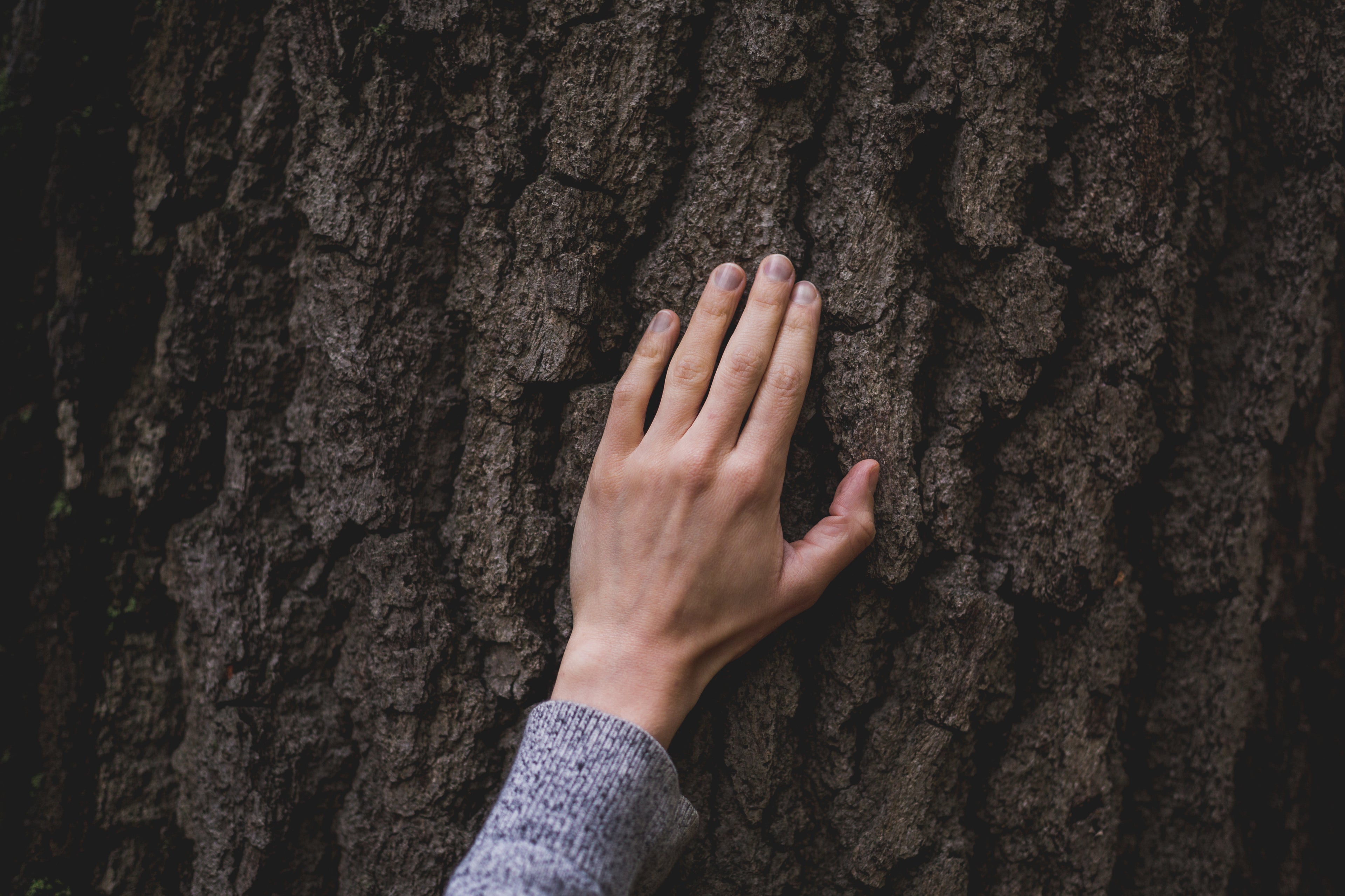 Natürlicher Rohstoff Baum/Holz - perfekt für die Herstellung temperaturausgleichender Fasern für Ganzjahresdecken
