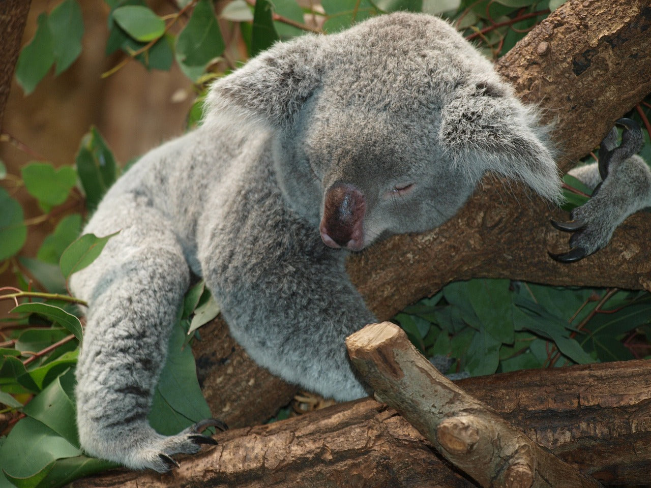 schlafender Koala als Symbol für natürlich guten Schlaf mit Lyocell Bettdecken