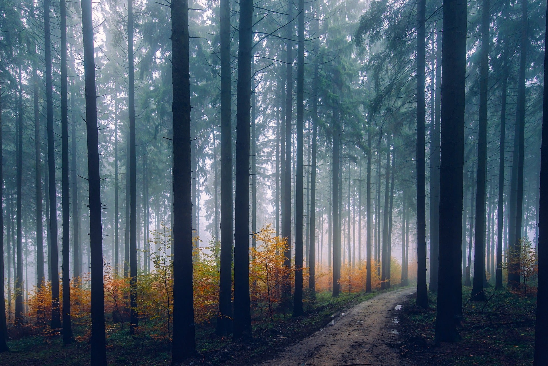 Herbst-Waldlandschaft: Als Symbol für Übergangsdecken und Ganzjahresdecken