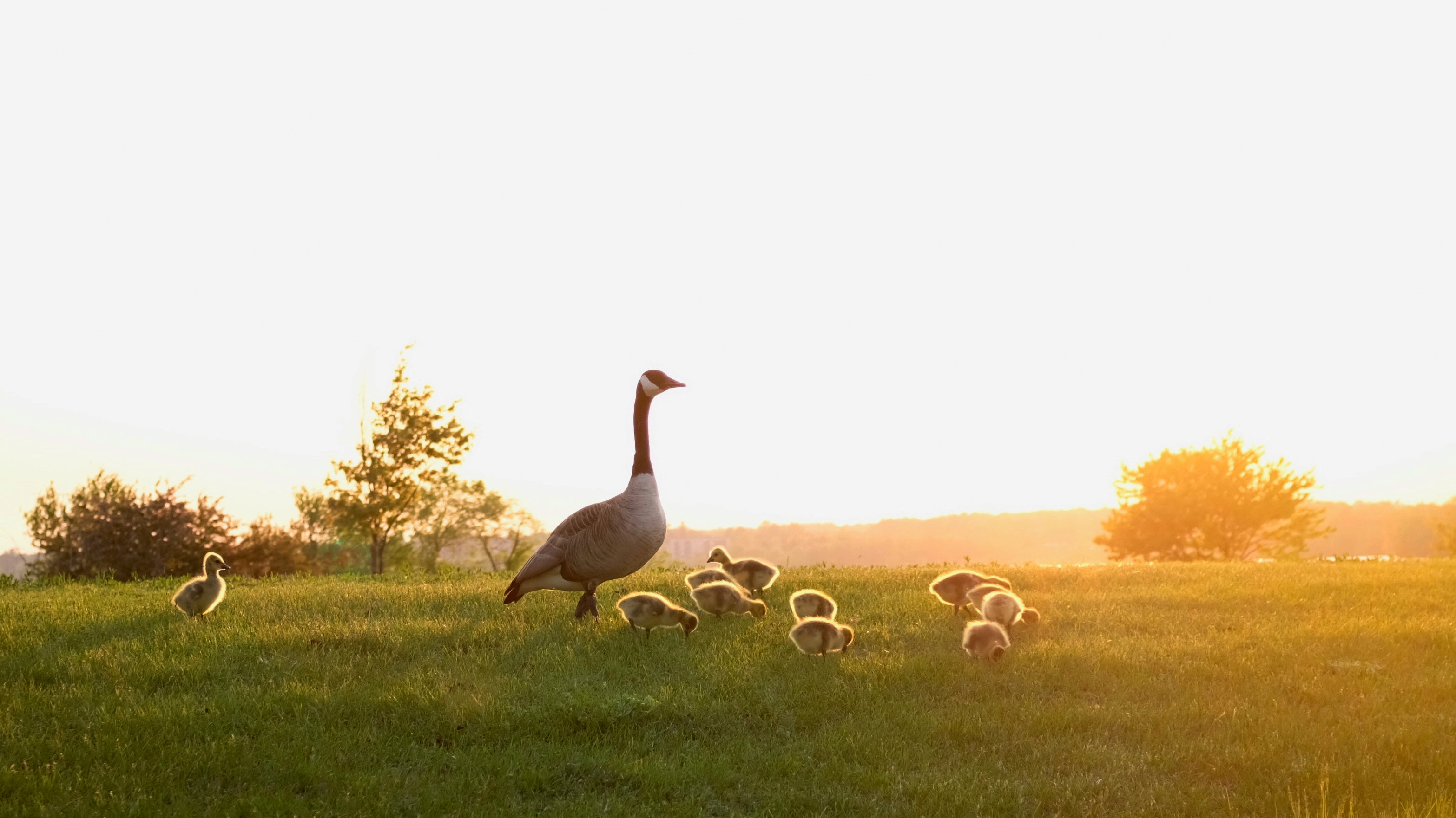 Gänse: verantwortungsvoller Umgang mit Tieren bei der Produktion von Daunen-Bettdecken