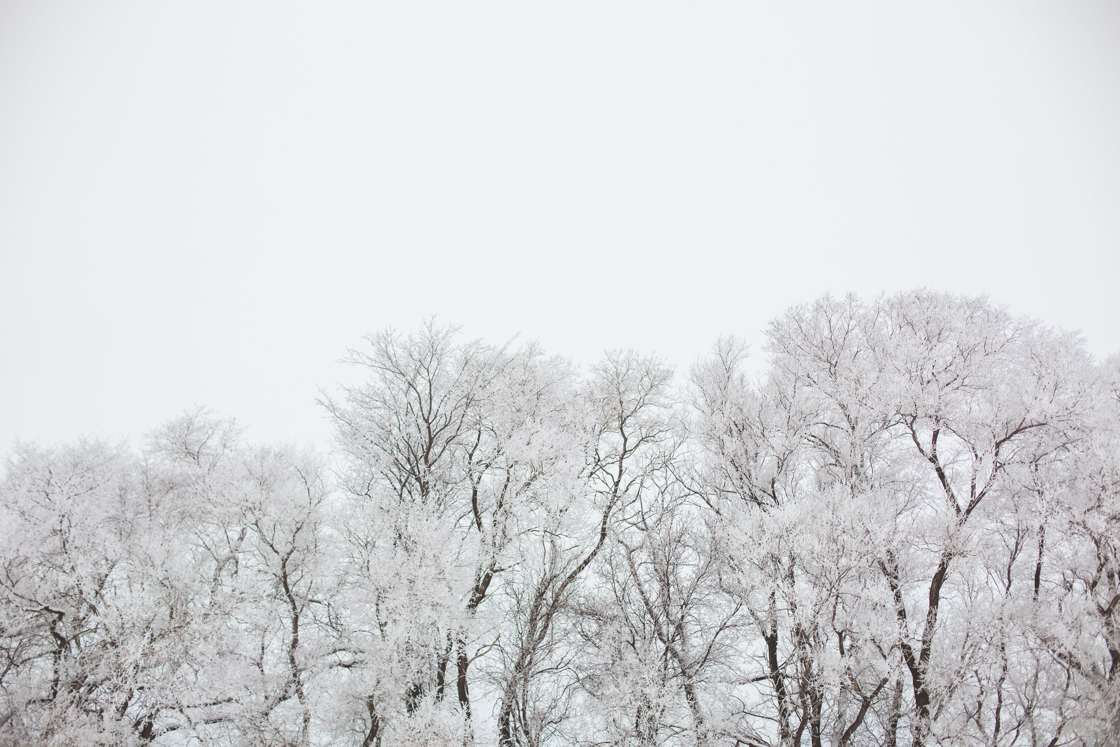 Schneebedeckte Bäume als Symbol für nachhaltige natürliche Winterdecken