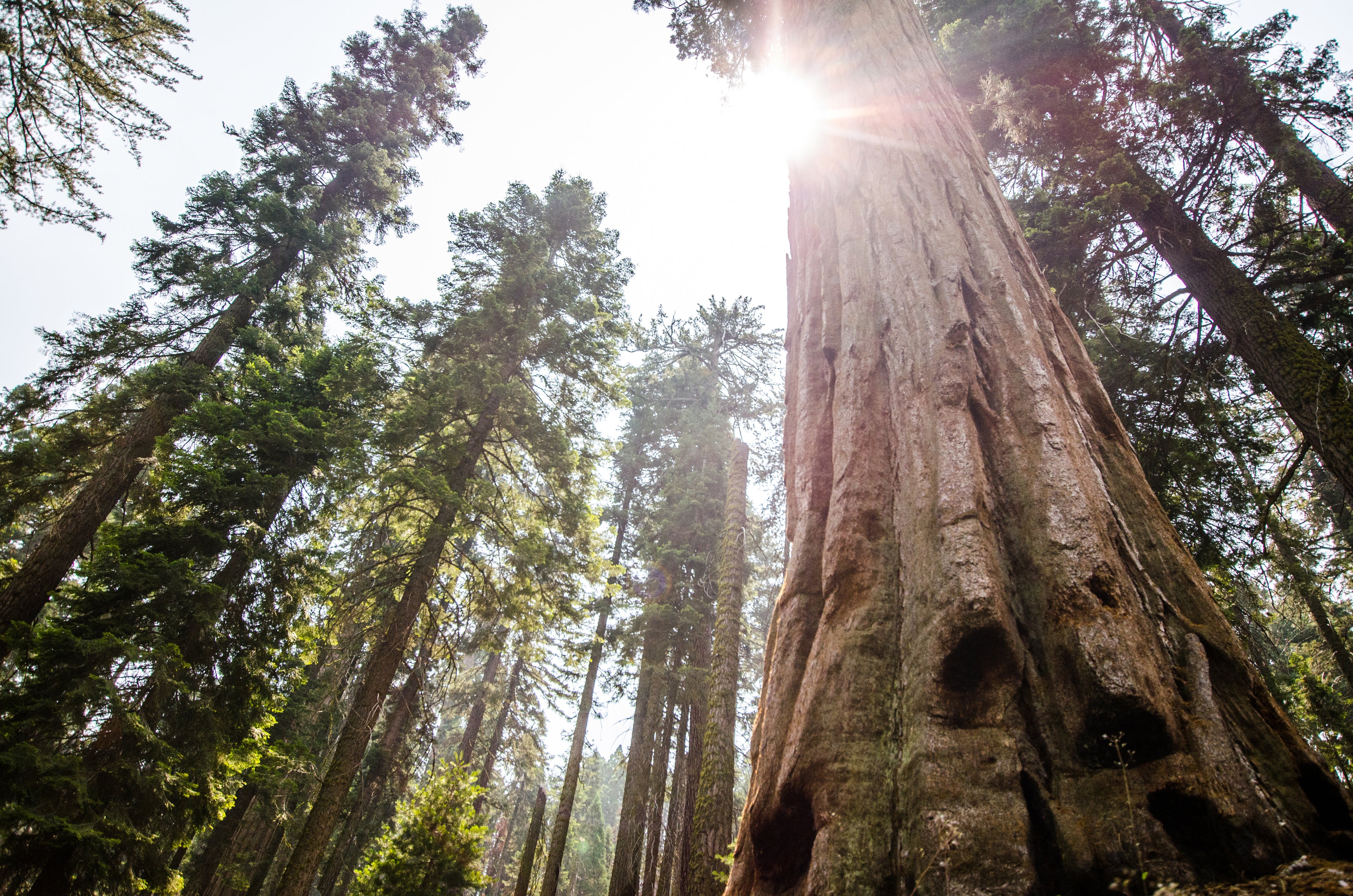 Wald - der Rohstoff für die Lyocell Bettdecke